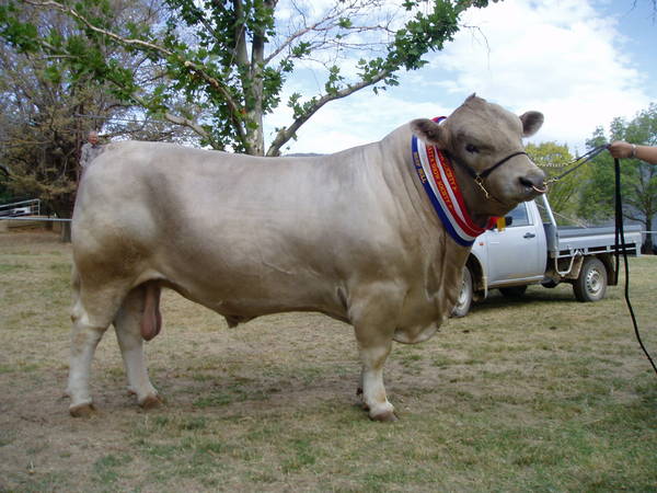 Cattle_Tallangatta_010.JPG