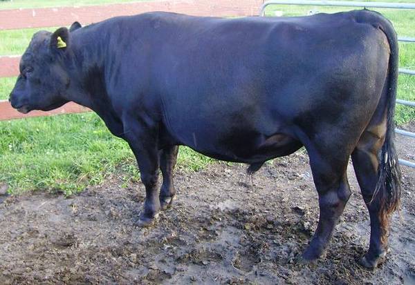 jersey bull