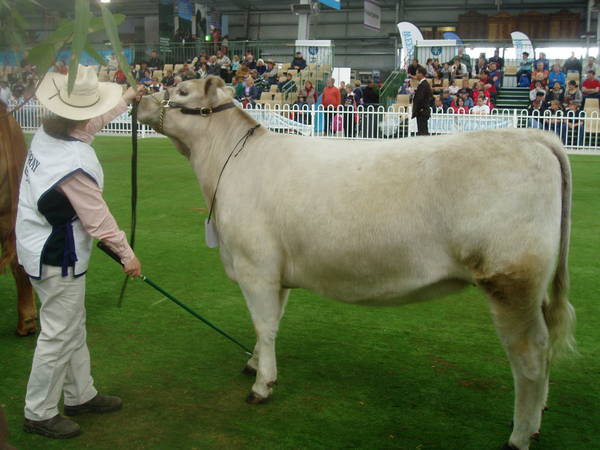 Pics_for_Cattle_today_1010.JPG