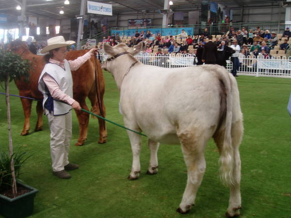 Pics_for_Cattle_today_1013.JPG