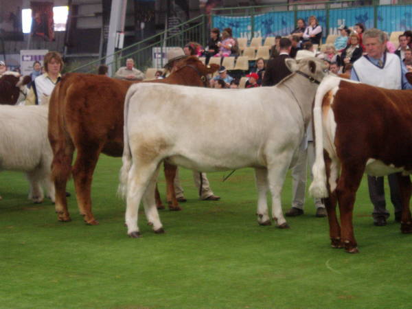 Pics_for_Cattle_today_1017.JPG