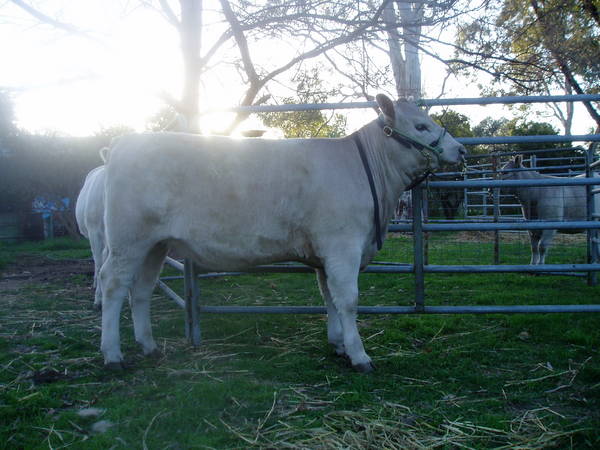 Pics_for_Cattle_today_919.JPG