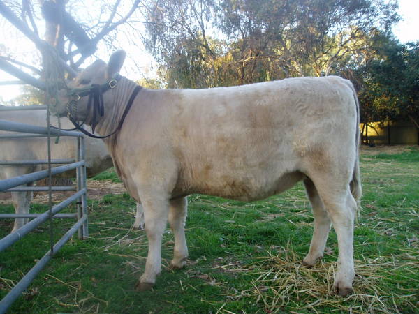 Pics_for_Cattle_today_922.JPG