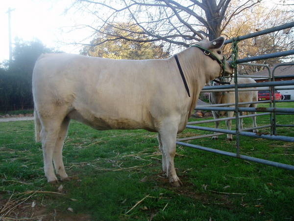 Pics_for_Cattle_today_926.JPG