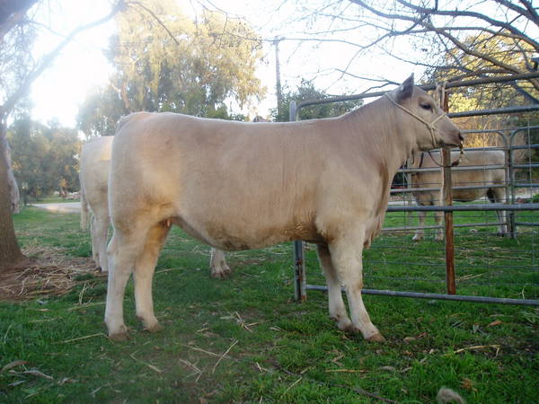 Pics_for_Cattle_today_930.JPG