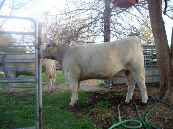 Pics_for_Cattle_today_933.JPG