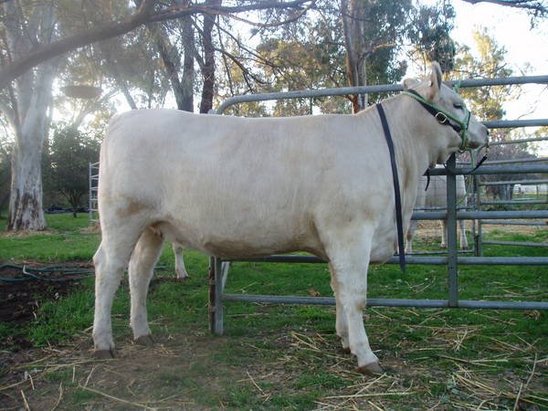 Pics_for_Cattle_today_940.JPG