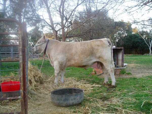 Pics_for_Cattle_today_949.JPG