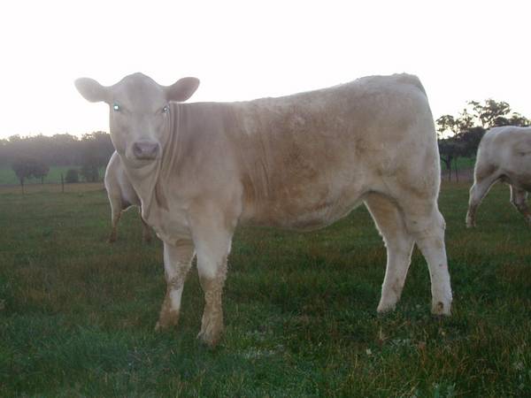 Pics_for_Cattle_today_959.JPG