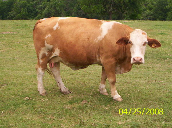 Cattle Cough CattleToday Cattle Cough CattleToday
