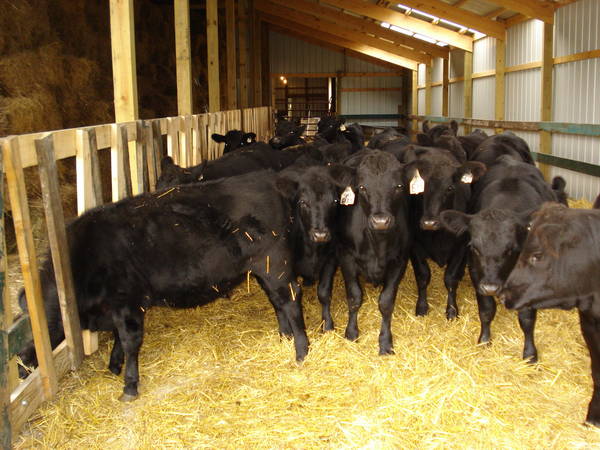 New Hay Feeding Barn Cattletoday Com