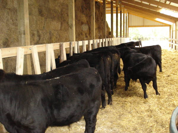 New Hay Feeding Barn Cattletoday Com