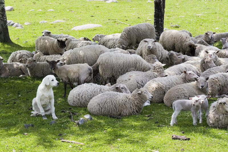akbash-sheepdog-guarding-herd-878382.jpg