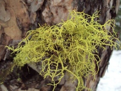 b2ap3_medium_Letharia-vulpicida-lichen.jpg
