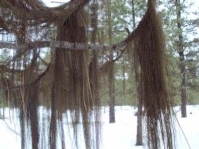 b2ap3_thumbnail_Bryoria-fremontii-lichen-by-Dan-Schaechtel.jpg
