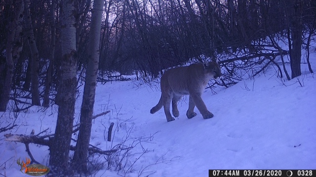 Jakes cougar.JPG