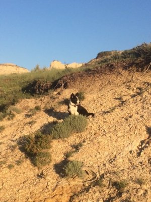 Tippy at the Three Sisters.JPG