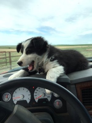 Tippy on the Dash.jpeg