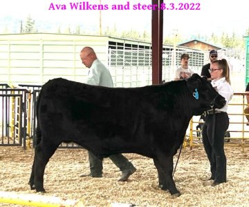 Ava Wilkens and steer.jpg