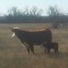 herefords.us